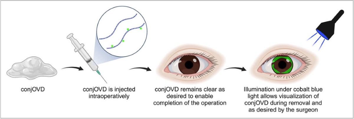 Johns Hopkins Scientists Develop Clear OVD That Glows Under Blue Light